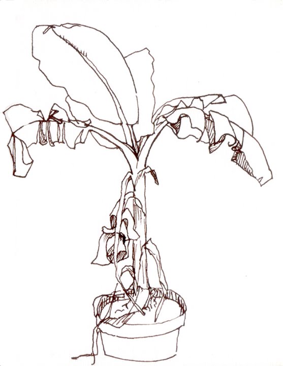 557x720 Orange Explains It All Tree Sketches