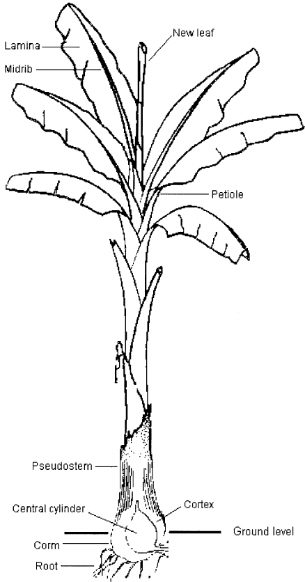 438x836 Banana Plant, Showing Location Of Central Cylinder In