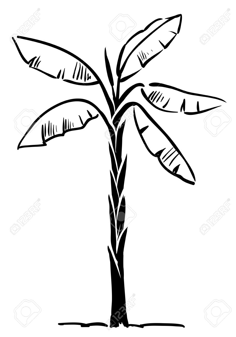 913x1300 Banana Tree Clipart Black And White