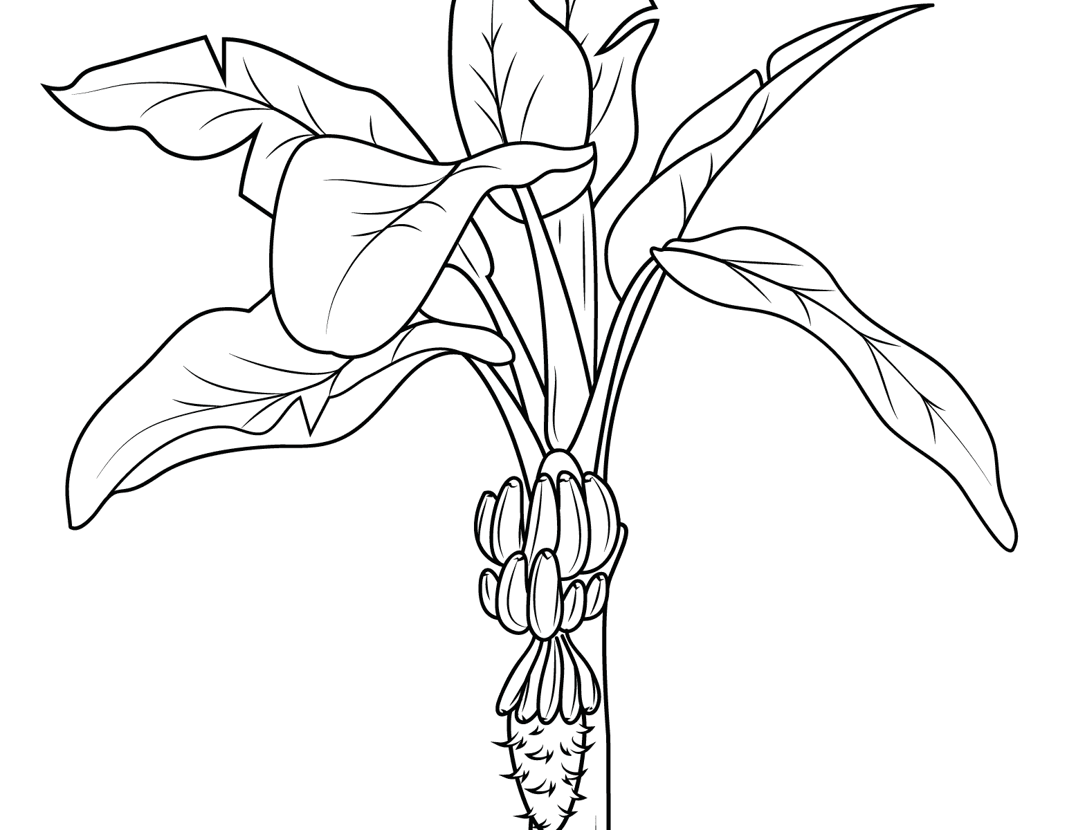 1542x1200 Banana Tree Drawing Free Download Clip Art Printable Coloring Page
