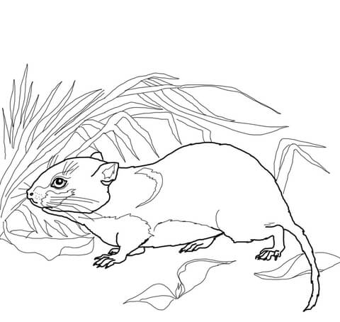 480x454 Bank Vole Coloring Page Free Printable Coloring Pages