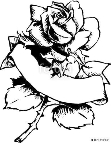 387x500 Rose With Banner Ink Painting Stock Photo And Royalty Free Images