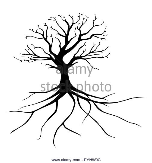 505x540 Tree Drawing With Roots Stock Photos Amp Tree Drawing With Roots
