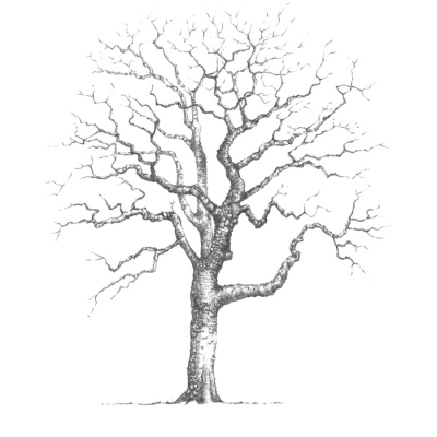 400x400 Pencil Drawings Archives