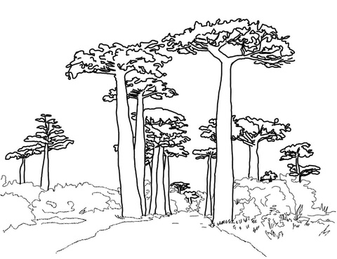480x369 Avenue Of The Baobabs Coloring Page Free Printable Coloring Pages