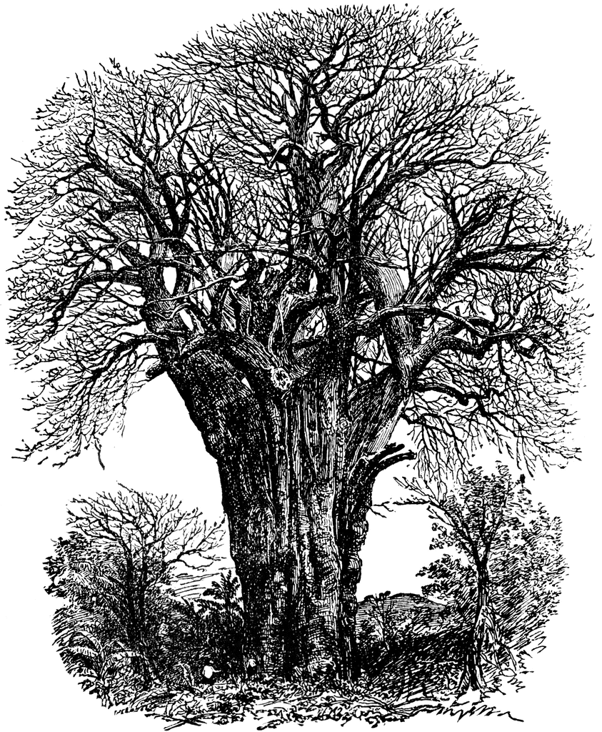 843x1024 Baobab Clipart Etc