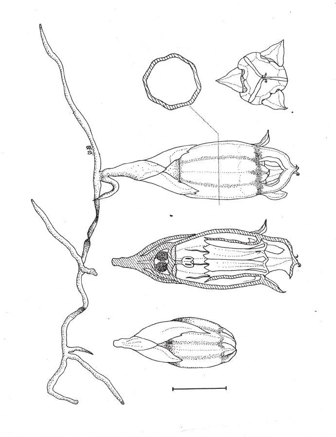 691x898 Line Drawing Of Thismia Rodwayi Drawn From Dissected Fresh