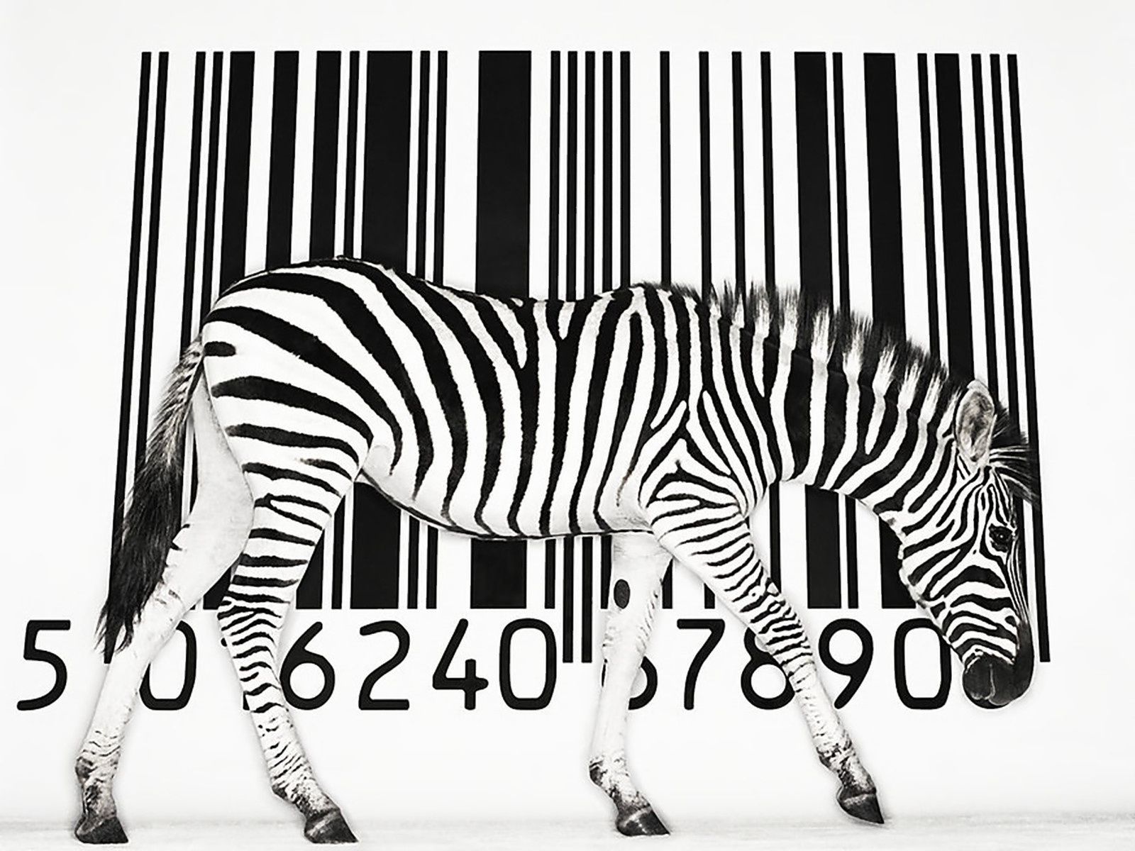 1600x1200 Barcode Zebra Vertebrate Anatomy