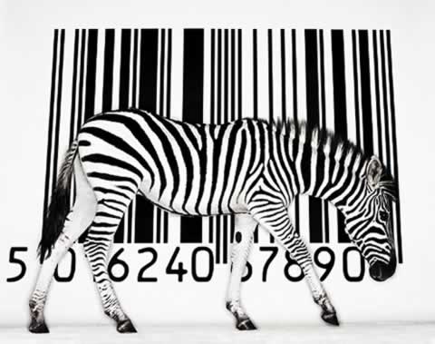 480x379 83. Zebra Barcodes Most Odd