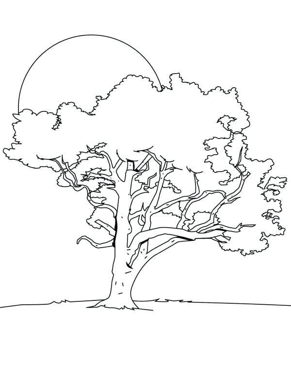 600x776 Bare Tree Coloring Page Bare Tree Coloring Page Coloring Pages