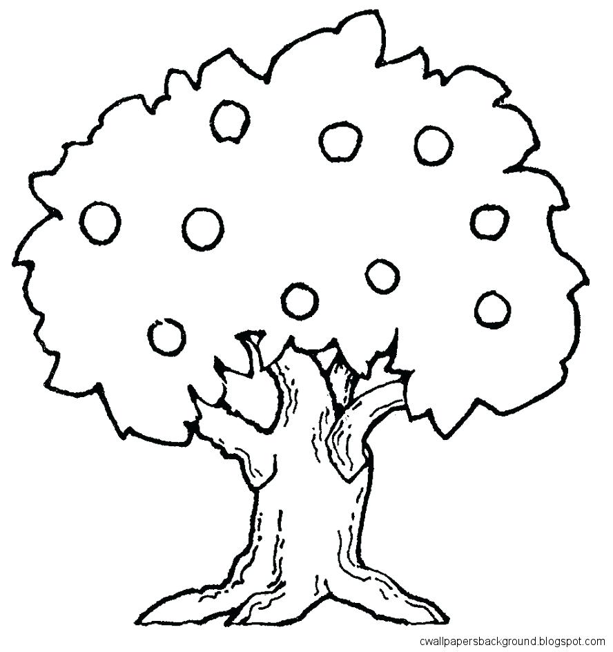 888x944 Bare Tree Vector Outline Trees Derby Of For Colouring Pine Xmas