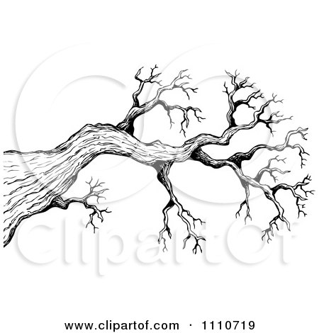 450x470 Clipart Black And White Sketched Bare Tree Branch