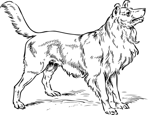 600x467 Collie Dog Clip Art