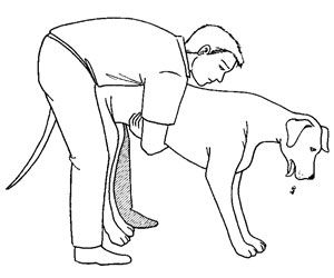 300x250 Pet Safety Tips For Dog Emergencies Barking F.c., Safety