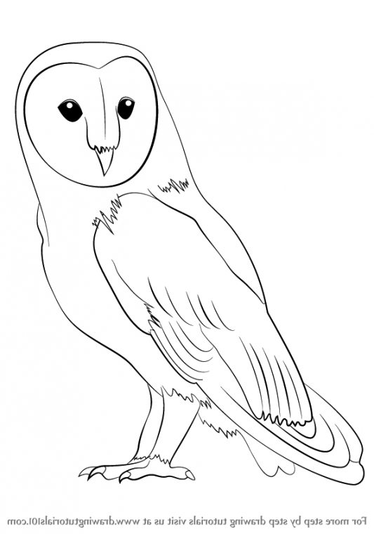 533x760 Barn Owl Drawings Therising.us