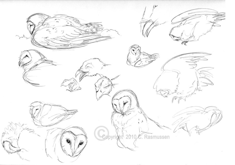 900x633 Barn Owl Sketches By Caseyalexandra