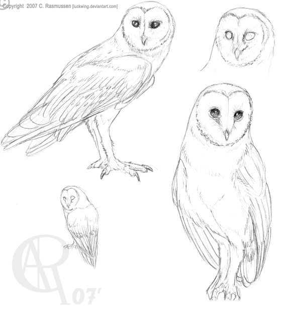 567x615 Barn Owl Study By Luckwing