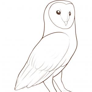 302x302 How To Draw A Barn Owl, Step By Step, Birds, Animals, Free Online