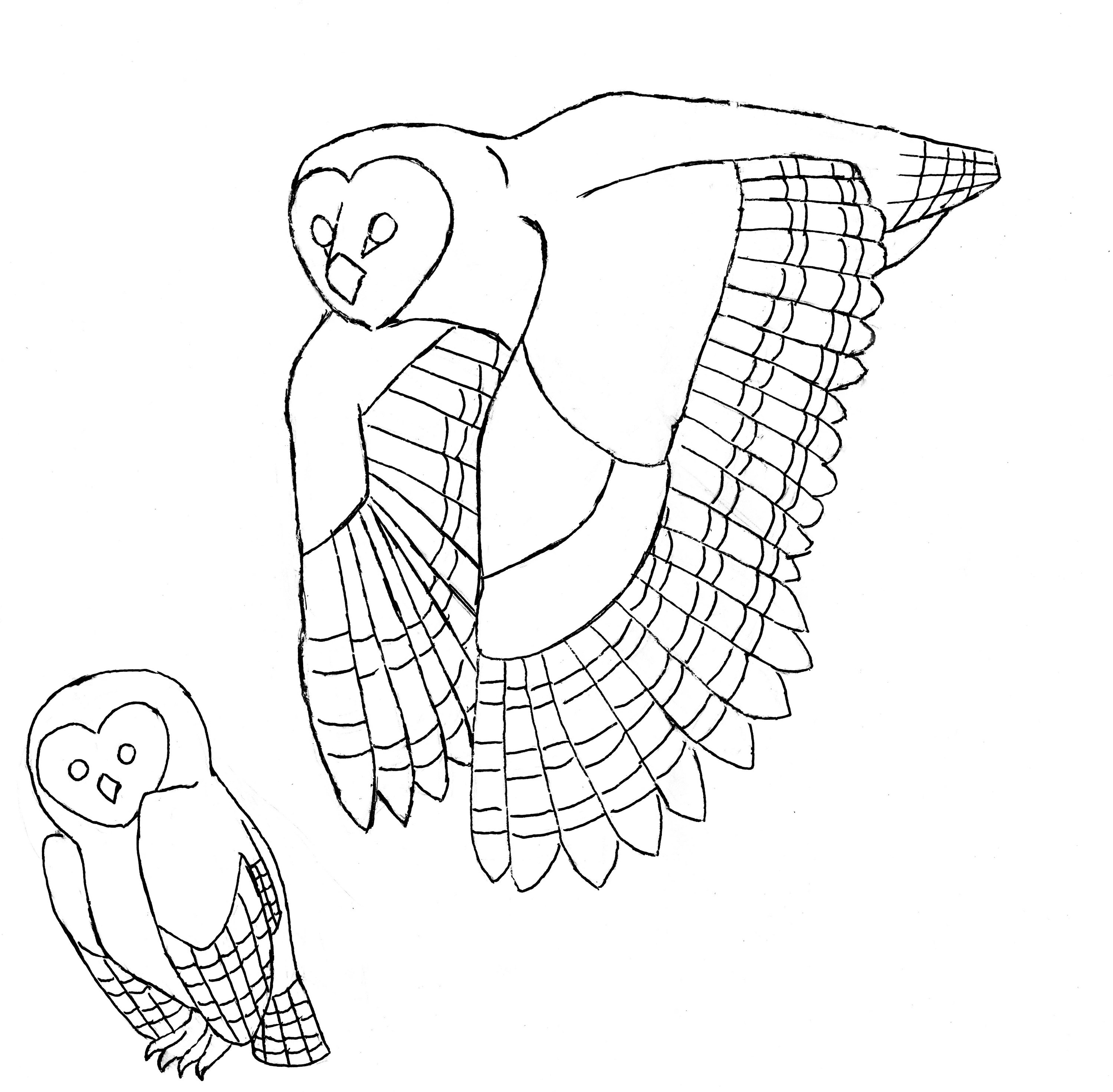 3000x2942 Barn Owls Corvus Tristis Science, Craft And An Odd Bird