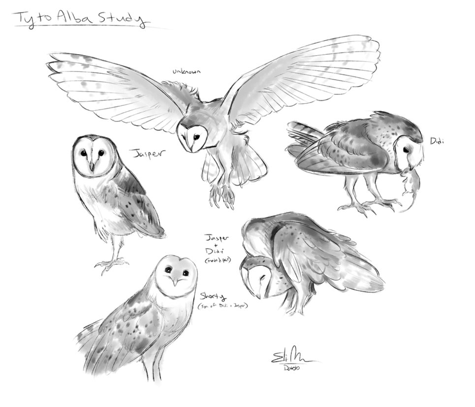 965x827 Barn Owl Study By Rawri Tea