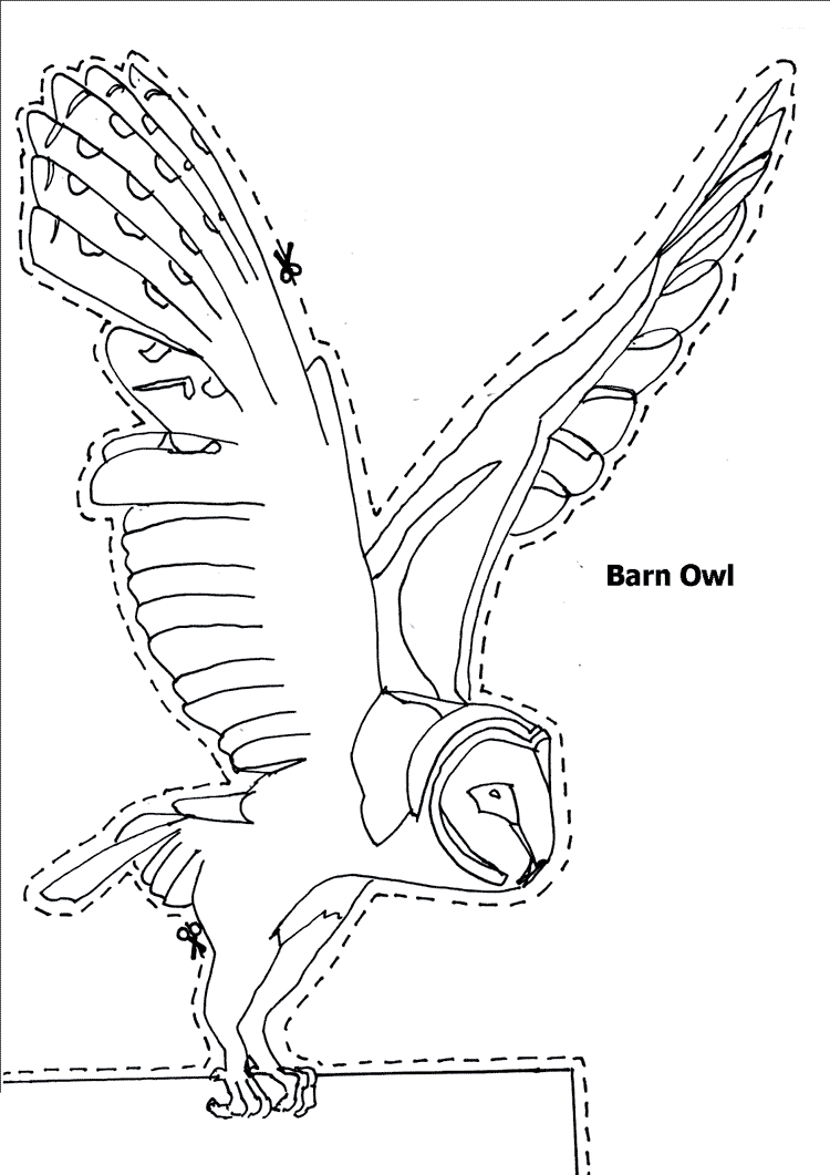 750x1061 Barn Owl Coloring Page