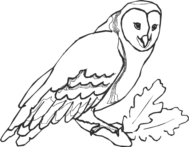 639x499 Barn Owl To Color