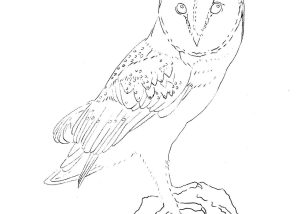 300x214 Index Of Homewp Contentuploads201509