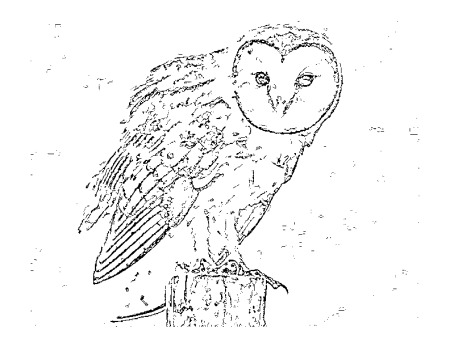 450x347 Little Critters' Corner Free Coloring Page Barn Owl Aware