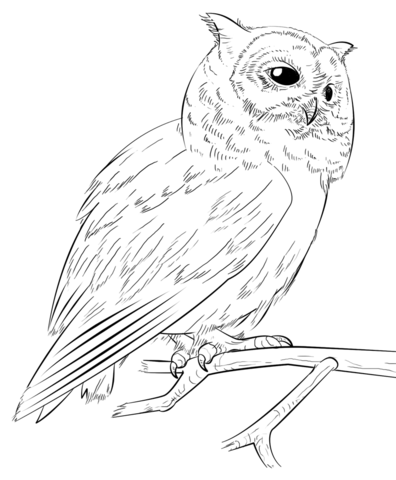 396x480 Southern White Faced Owl Coloring Page Free Printable Coloring Pages