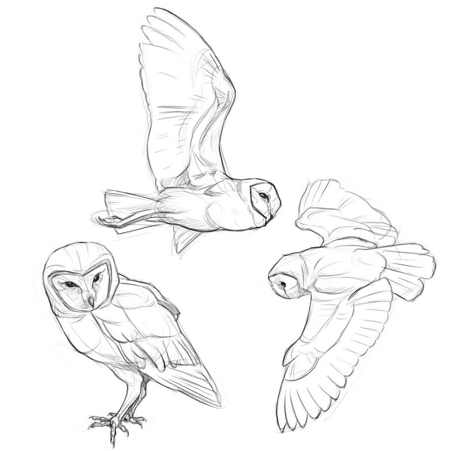 894x894 Barn Owl Lines I Found Google By Falfal2000