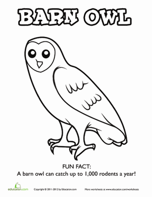 301x389 Barn Owl Worksheet