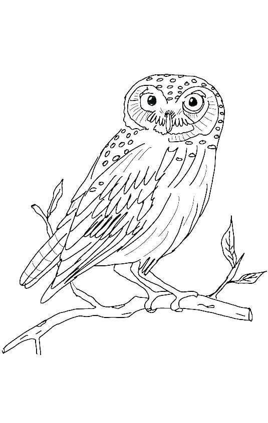 535x842 Barn Owl Coloring Page Barn Coloring Page Top Free Printable Owl