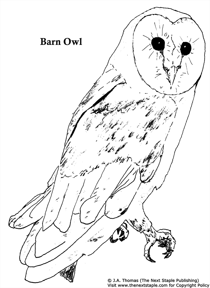 730x1000 Barn Owl Coloring Pages