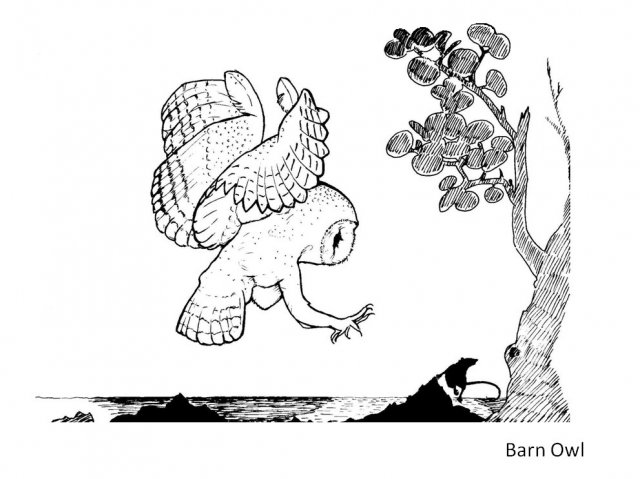 640x479 Bermuda Audubon Society