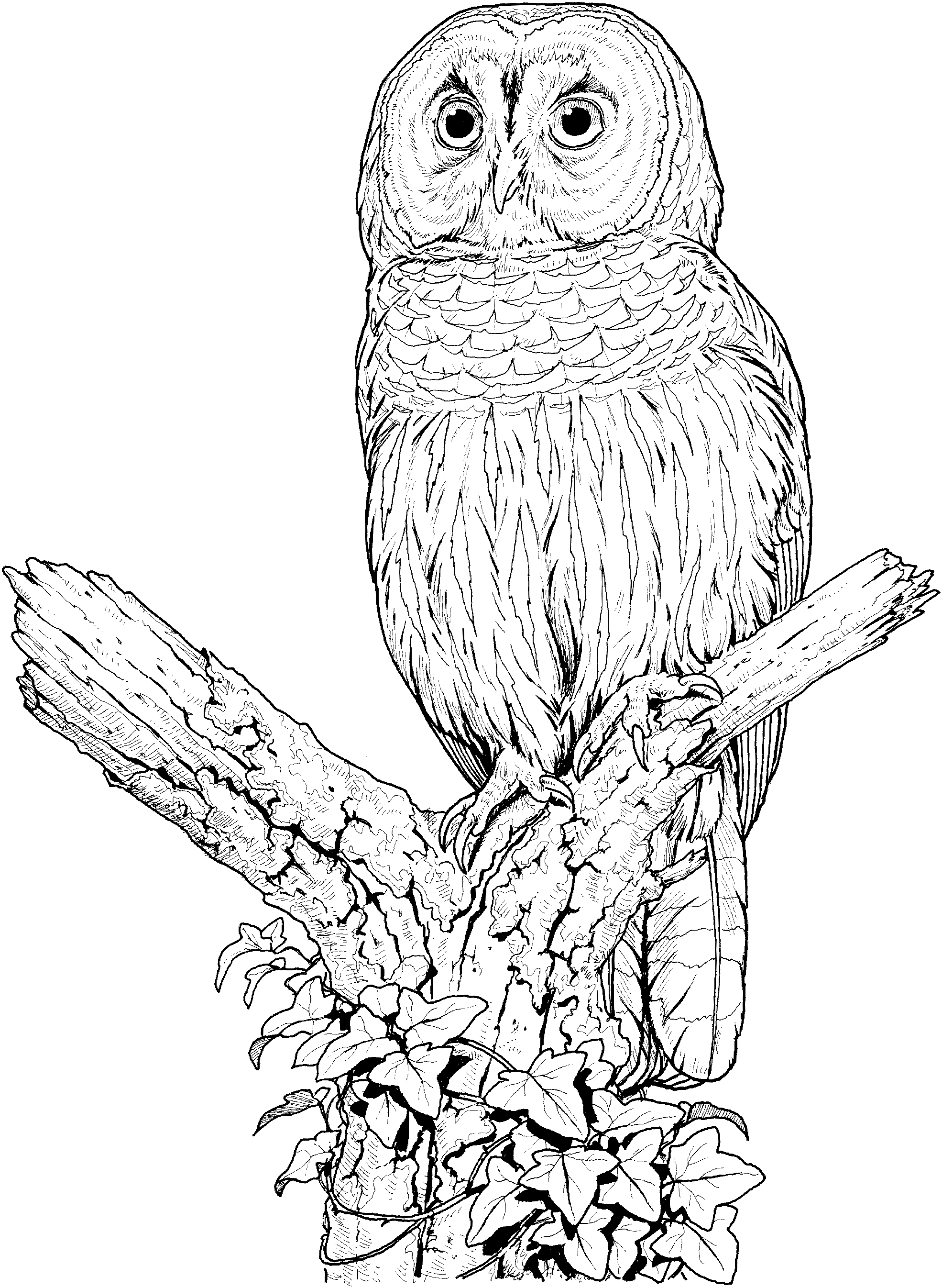 1970x2692 Free Owl Coloring Pages