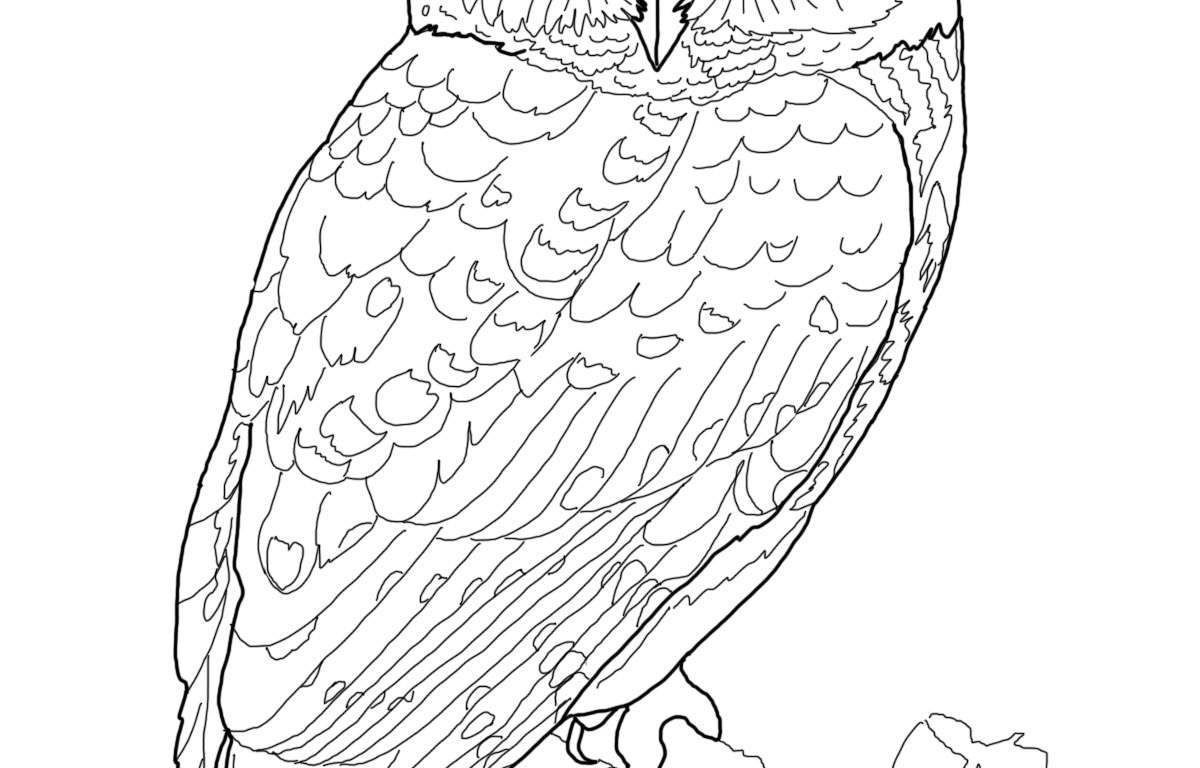 1200x768 Barn Owl Coloring Pages In All You Free Animals Sheets Colouring