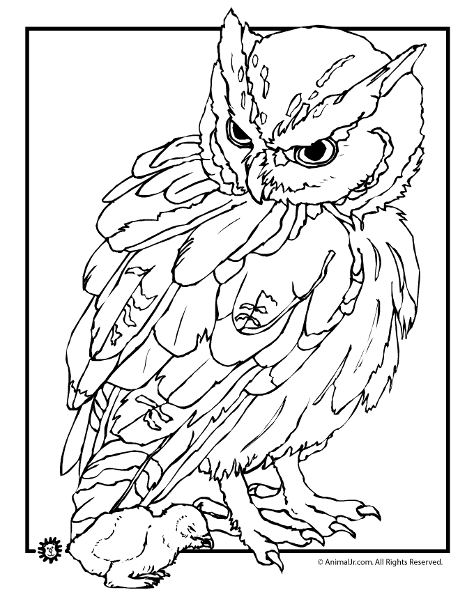 680x880 Barn Owl Coloring Pages Many Interesting Cliparts