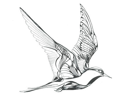 453x350 Arctic Tern For Bird Nerds Arctic Tern, Tattoo
