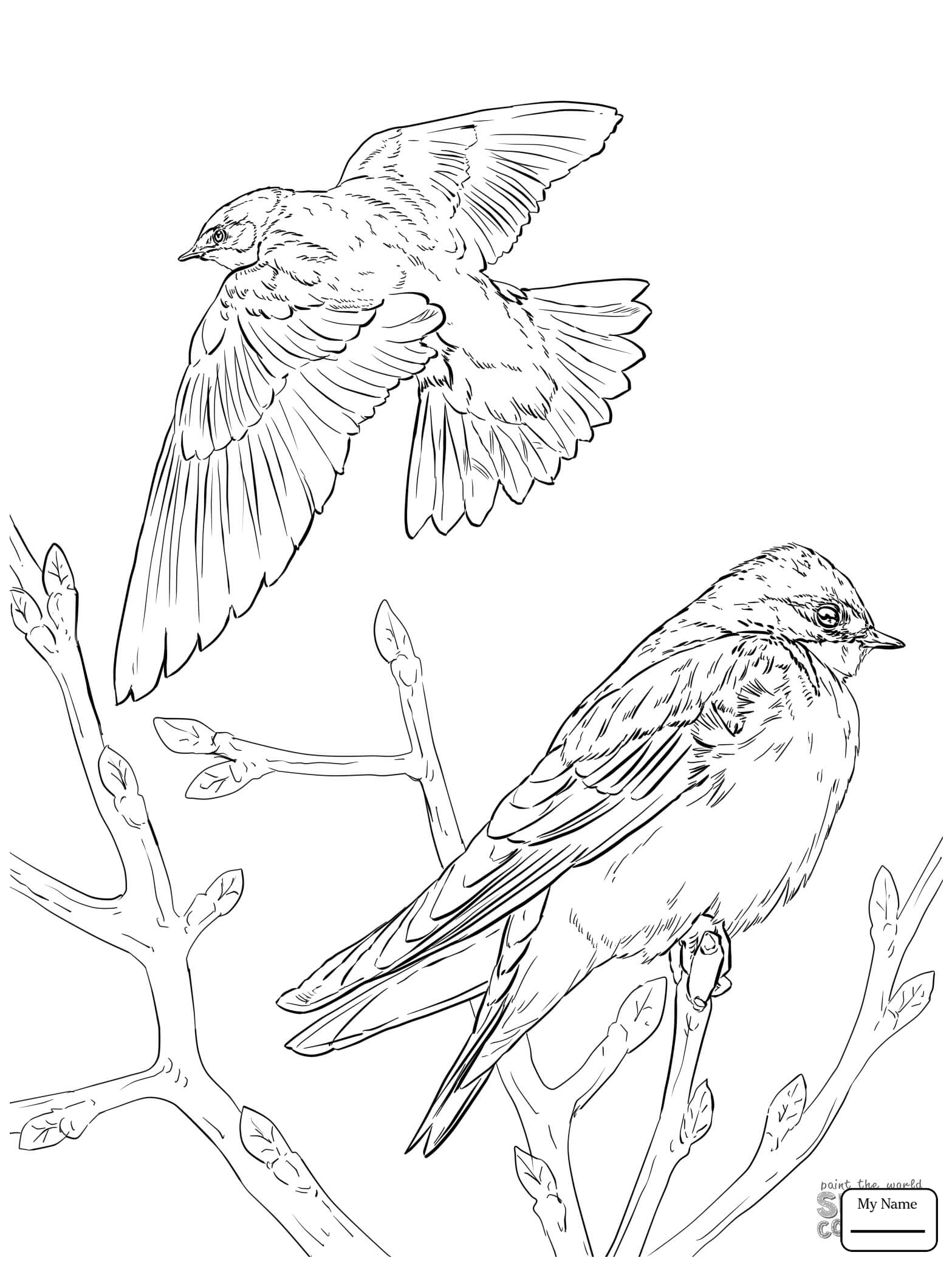 1567x2089 Birds Barn Swallow In Flight Coloring Pages