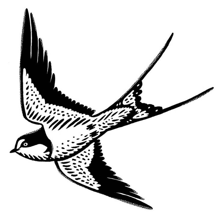 736x736 21 Best For The Home Images On Blue Swallow, Swallows