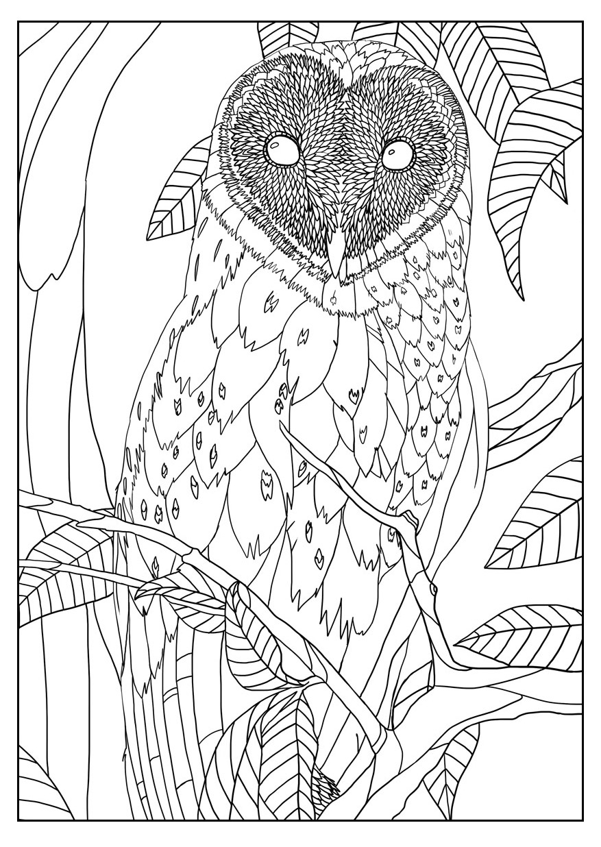 877x1236 Free Coloring Page Coloring Adult Barn Owl By Mizu. Exclusive