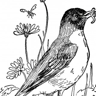 320x320 Birds And Eggs Archives