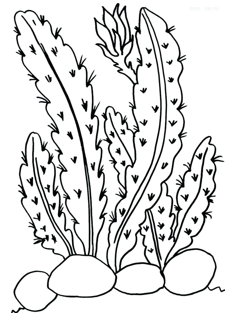 737x1024 Drawn Cactus Coloring Page 9 Pin Pencil And In Color Barrel Murs