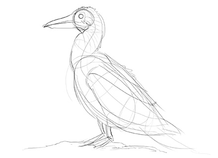 440x318 Lesson 5 Drawing Animals