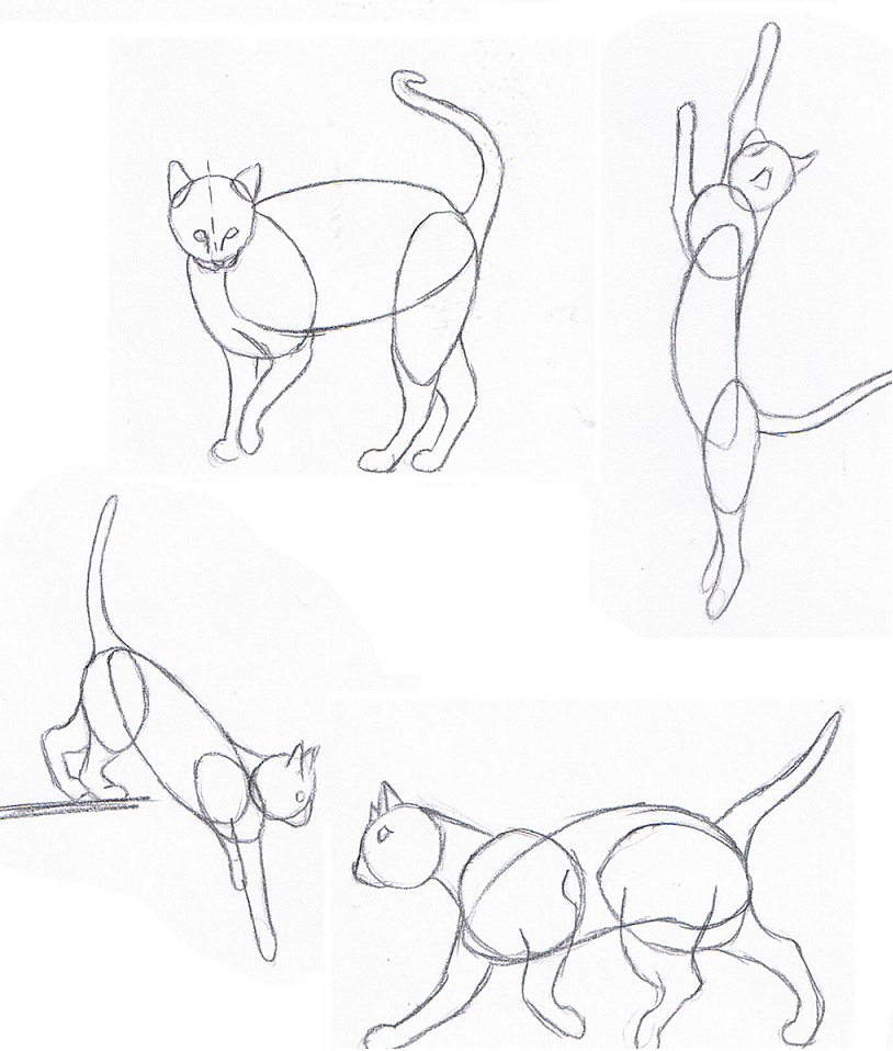 814x958 Drawing A Cat Part 1 Do It Yourself Paradise
