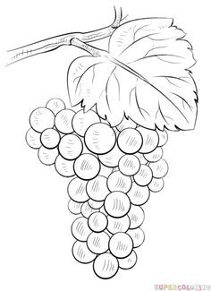 236x325 How To Draw Grapes Step By Step. Drawing Tutorials For Kids