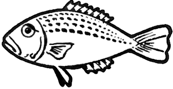350x180 How To Draw Fish In Easy To Follow Steps Drawing Lesson