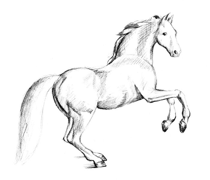 700x600 How To Draw A Horse