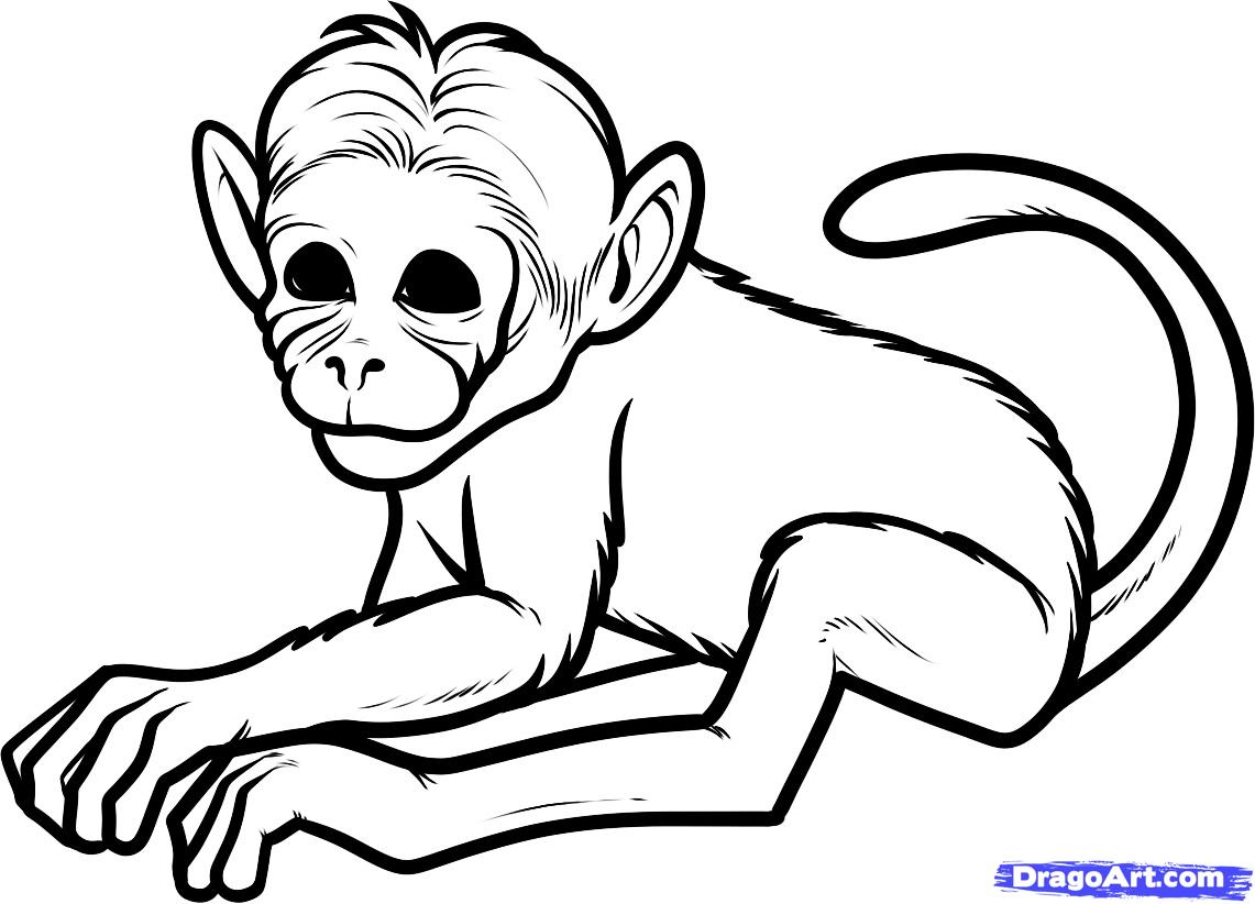 1141x822 Simple Drawing Of Monkey