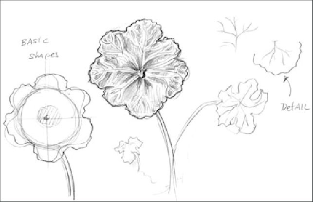 643x416 Shapes In Drawing A Leaf Babaian 2009).